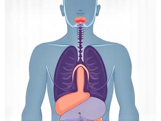 Diagrama de diafragma y pulmones mostrando una respiración adecuada para el canto o la locución.